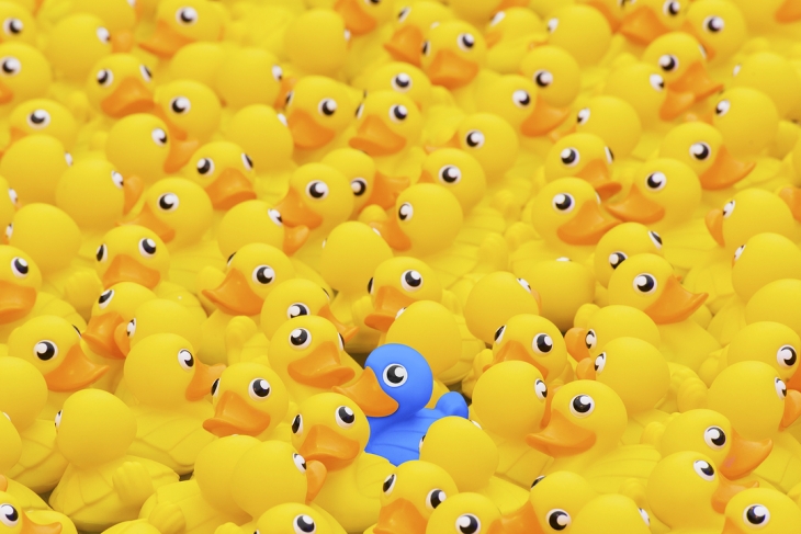 Yellow rubber ducks surrounding a blue rubber duck.